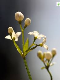 Image result for Limeum fenestratum