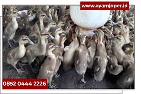 Sedangkan, mcdarmo agak sedikit lebih mahal tapi tidak sampai merogoh kocek tiga puluh ribu. Jual Bibit Bebek Area Blitar