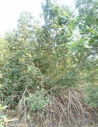 Image result for Rhizophora racemosa