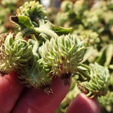 Image result for Laggera crispata