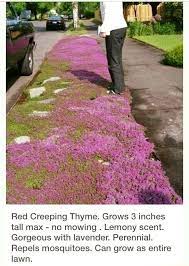 Red Creeping Thyme Grows 3 Inches Tall Max No Mowing Lemony Scent Gorgeous With Lavender Perennial Repels Mosquitoes Can Grow As Entire Lawn Plants Red Creeping Thyme Lawn And Garden