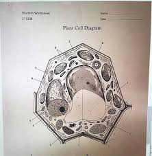 Like all organisms, plants have cells. Name Student Worksheet 211338 Date Plant Cell Diagram Chegg Com