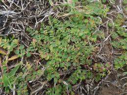 Image result for Euphorbia serpens