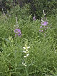 Image result for Blotiella glabra