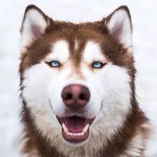 Fakta mengenai anjing alaskan malamute daftar anjing ras. Husky Siberian Husky Anjing Husky Anjing Cantik