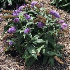 Pugster ® amethyst is a 5th addition to the family and is just as amazing as its siblings. Pugster Amethyst Buddleia Garden Crossings