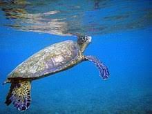 Sea Turtle Wikipedia