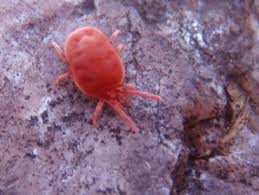 Image result for Trombicula autumnalis bites