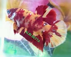 Ikan cupang (betta sp.) adalah ikan air tawar yang habitat asalnya adalah beberapa negara di asia tenggara, antara lain indonesia, thailand, malaysia, brunei darussalam, singapura, dan vietnam. Nemo Leopard Nemo Galaxy Grade A Albi Betta Farm Citayam Facebook