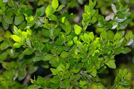 Image result for Buxus acutata