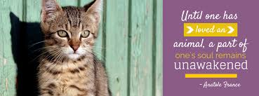 7 reviews of st francis pet clinic the best vet experience i have ever had!!! St Francis Of Assisi Veterinary Medical Center Home Facebook