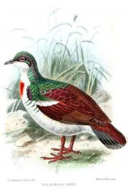 Top 50 Critically Endangered Animals In The Philippines Endangered Animals Animals Endangered