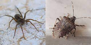They do not bite and don't do any structural damage to your home. 15 Common House Bugs To Know What Insects Live In Houses