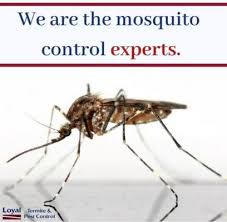 Loyal's pest control offices will be closed on monday, may 25th in recognition of memorial day. Prime Fumigation Services Sokoni Links Ltd Your Business Is Our Business
