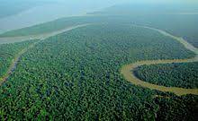 Is located in puerto rico. Tropical Rainforest Wikipedia