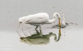 What Do Egrets Symbolize? A Deep Dive into Spiritual Meaning, Culture, and Hidden Messages