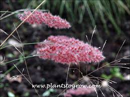 Image result for Melinis nerviglumis