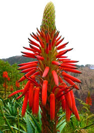 Image result for Aloe arborescens