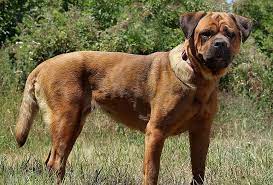 Pin Von Pibble Grin Auf Listenhunde Suchen Ein Zuhause German Bsl Shelter Dogs Tierheim Hunde Cane Corso