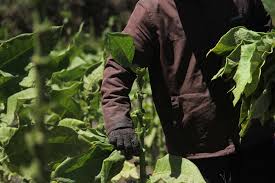 Tanggapan (a) kandungan n dalam daun, (b) kandungan klorofil dalam daun, dan (c) bobot spesifik. Petani Heran Harga Daun Tembakau Tak Naik Jatengdaily Com