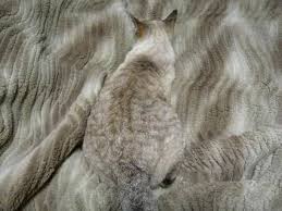 Resultado de imagen de animal invisible alborés