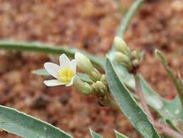 Image result for Jatropha erythropoda