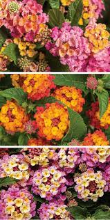 Pin On Beautiful Garden Ideas