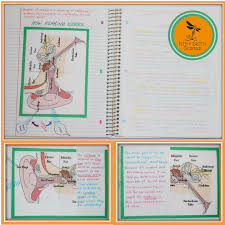 Sound Light Mirrors And Lenses Physical Science Interactive Notebook Th Physical Science Interactive Notebook Interactive Science Notebook Physical Science