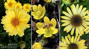 Maybe you would like to learn more about one of these? Yellow Perennial Flowers Vibrant Blooms For Your Garden