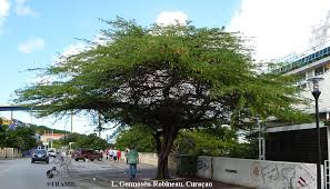 Image result for Prosopis juliflora