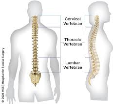 Image result for Lumbar vertebrae