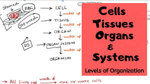 We did not find results for: Cells Tissues Organs Systems Levels Of Organization Youtube