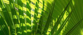Areca palm potting soil to grow in indoor. How To Care For Palm Trees