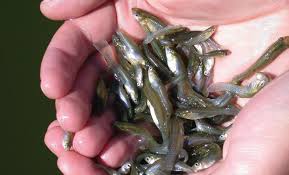 Here's a list of all the pond fish that eat mosquito larvae Mosquitofish A Natural Way Of Reducing Mosquitoes In Your Backyard Central Valley Magazine For Women