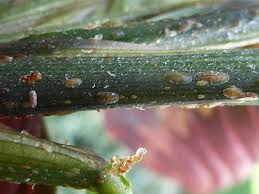 Image result for scale on plant