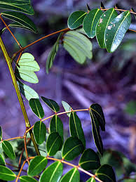 Image result for Entada gigas