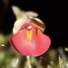 Image result for Utricularia sp.no.1