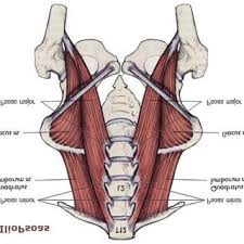 Having a six pack is almost every guy's dream. The Three Muscles That Secure The Lower Spine To The Pelvis Download Scientific Diagram