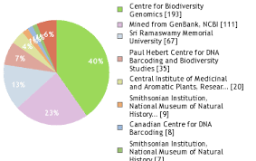 Image result for Terminalia brachystemma ×  sericea