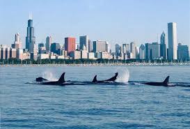 Orcas' Brief Visit To Salish Sea Bookended By Causes Of Celebration,  Mourning | Local News | Goskagit.Com