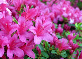 Lidah mertua adalah jenis bunga daun yang memiliki keindahan pada daun. Bagaimana Cara Merawat Azalia Yang Berubah Ubah Di Rumah Azalea Rooming Aturan Dasar Untuk Kondisi Rumah Azalea Inga Home Care