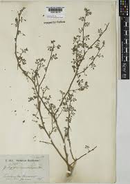 Image result for Indigofera microcarpa