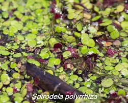 Image result for Spirodela polyrrhiza