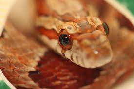 Ghost A Corn Snake Not A Fancy One Or It Would Have A Top Hat And Monacle No Such Thing As Fancy Corn Snakes As Some Pet S Corn Snake Pet Store