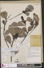 Image result for Manilkara obovata