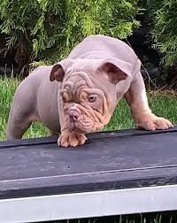 He's an olde english bulldog. English Bulldog 945087