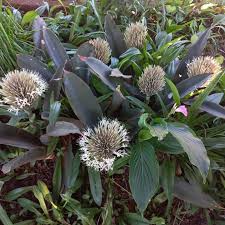 Image result for Multidentia concrescens