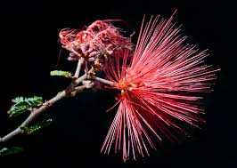 Tabardillo, cabello de angel, cosahui del sur, zapotillo, chuparrosa) family: Baja Red Fairy Duster Photograph By Desert Images