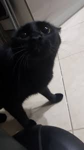 Maybe you would like to learn more about one of these? Ile á´®á´± Kazuha Torna A Casa Gentilmente On Twitter Please Help Me To Make My Cat Famous And Make Meme With These Photo Meme Cat Memecat