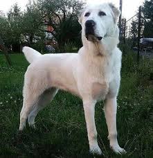 Alabay Kopekleri Vatani Turkmenistan Alabai Dogs Kangal Kopeginin Atasi Olan Turkmen Coban Kopekleri Turkler Anadolu Ya Gel Kangal Kopegi Kopek Akbas